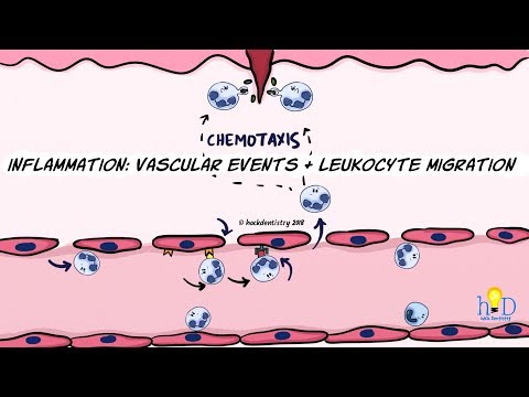 Inflammation: Vascular events and leukocyte migration