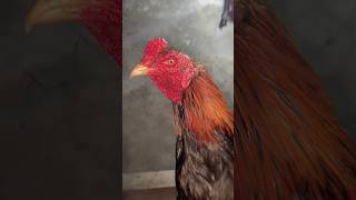 Download lagu ayam bangkok mantan jawara😁 #ayambangkok #ayamjago mp3 Download lagu ayam bangkok mantan jawara😁 #ayambangkok #ayamjago mp3