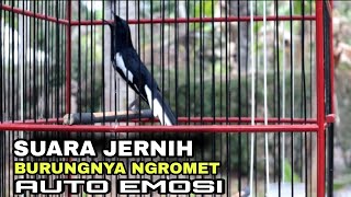 Download lagu PANCINGAN KACER MENGUNDANG MUSUH dijamin respon kacer lambat panas auto emosi mp3