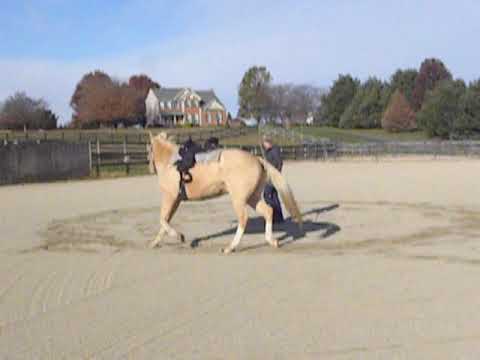 KT's Training Tips - Lunging for Respect (Hudson Stage 2)