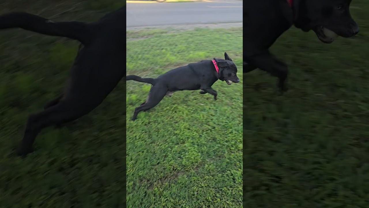 Harry Potter, a ADOPTABLE mixed breed in Sacramento, CA video 3/5
