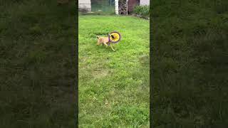 Video preview image #1 Box-a-Pug Puppy For Sale in Minneapolis, MN, USA