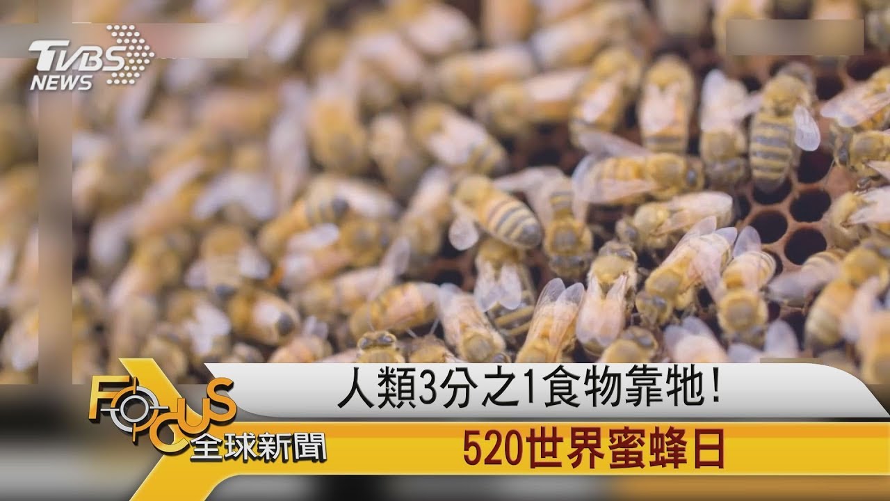 人類3分之1食物靠牠！520世界蜜蜂日