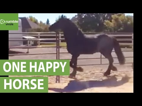 download lagu mp3 mp4 Happy Horse Duck, download lagu Happy Horse Duck gratis, unduh video klip Happy Horse Duck
