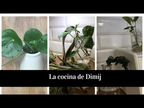 13 Plantas que puedes tener en agua