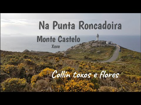 Na Punta Roncadoira, Monte Castelo. Collín toxos e flores