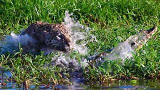 Jaguar Kills Caiman | The Lion Whisperer
