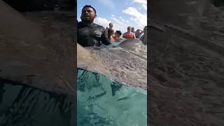 Cruise Excursion Shorts - Starfish Point, Stingray City and Coral Garden (3-Stop Adventure) Viator