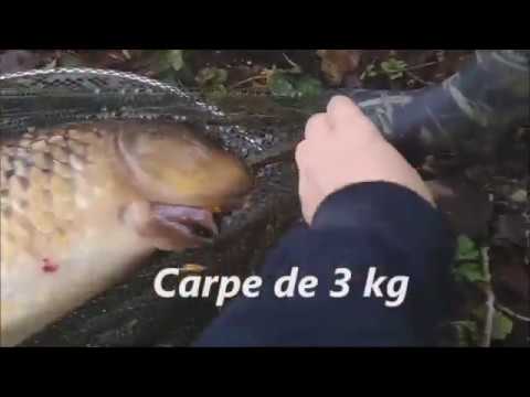 peche a la carpe au pain