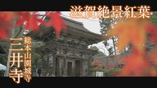 滋賀絶景紅葉2019 「三井寺」