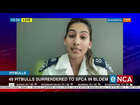 Discussion | 49 Pitbulls surrendered to SPCA in Bloem