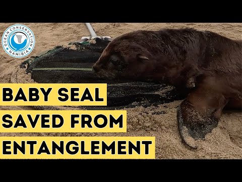 Baby Seal Saved From Entanglement