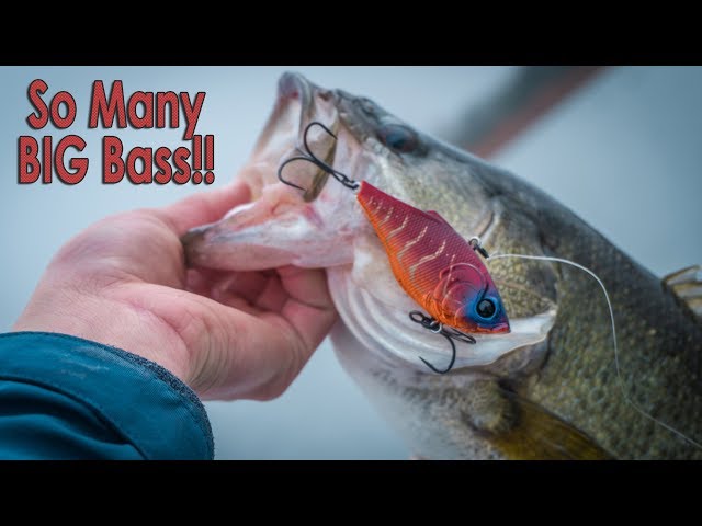 One Of My BEST Fishing Days EVER - Fishing A Lipless Crankbait (How-To)