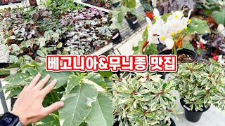 베고니아와 무늬종 식물을 파는 꽃시장!! 부산 미래화훼단지 식물투어 2부!!