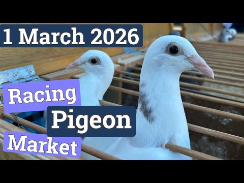 Racing Pigeon Market Lier, Belgium (1 March 2026)