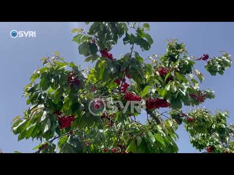 Korçë, qershia rrezikohet të mbetet pa vjelë. Shkak largimi i rinisë dhe mungesa e punëtorëve