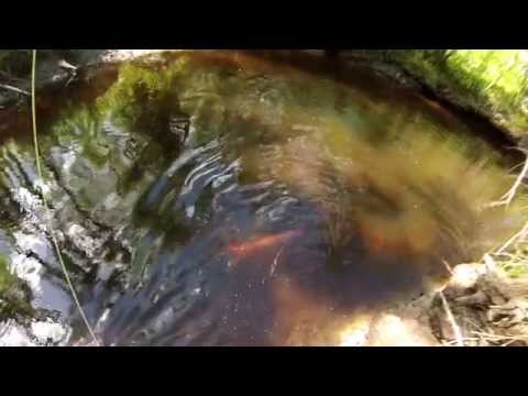 Eesti forell,  Estonian Brown trout