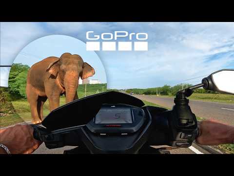 Running from an Elephant | GoPro POV