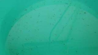 BOB DYLAN - MOZAMBIQUE