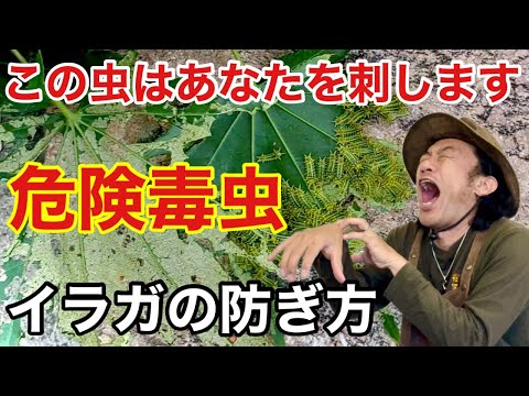 園芸 バググロス、ガチョウの舌、マムシ草