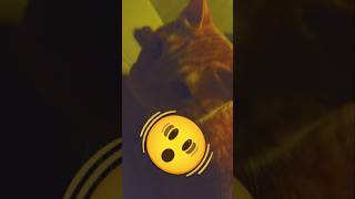 2026/7/12_134 貪迷糊吃SV #橘ひなの #橘貓 #橘猫 #貓咪日常 #cat #cute #貓貓日常 #貓貓 #可愛い猫