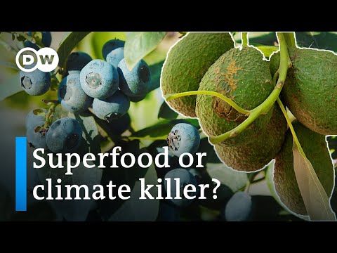 Superfoods and the environment – Avocados and blueberries from South America