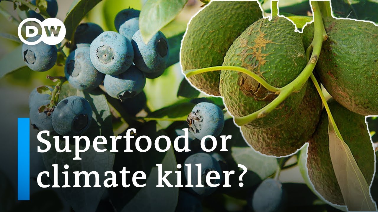 Superfoods and the Environment: Avocados and Blueberries from South America