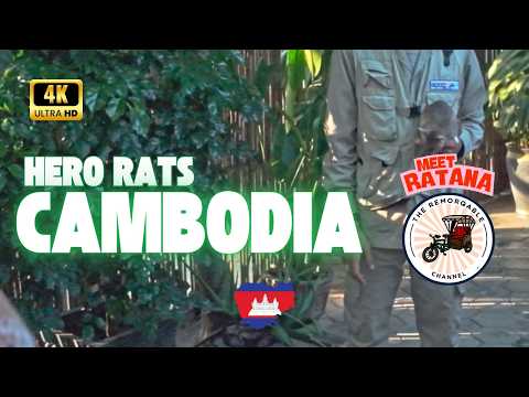 Ratana - The Tiny Hero Rat Saving Lives in Cambodia 2025