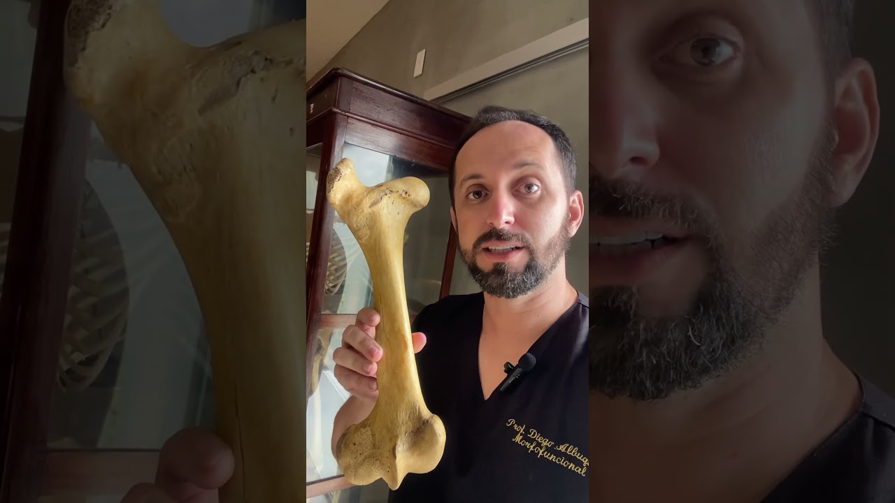 Anatomia comparada do fêmur #anatomia #curiosidades #femur