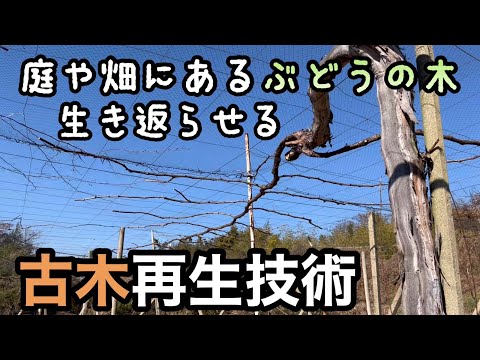 ブドウの木、ブドウ 植物