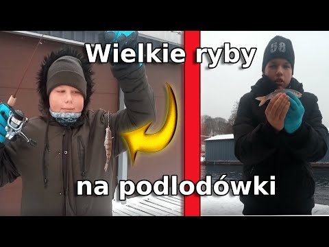 łowienie na podlodówki w styczniu