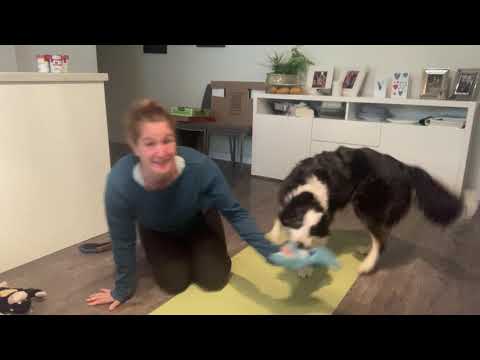 Evolve Dog Training Inc. video.