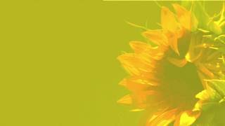 Alle Farben - Sunflower Yellow (43)