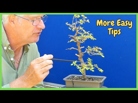DON'T let Rules STOP you from Enjoying Bonsai! (The Rule of 1/3's)