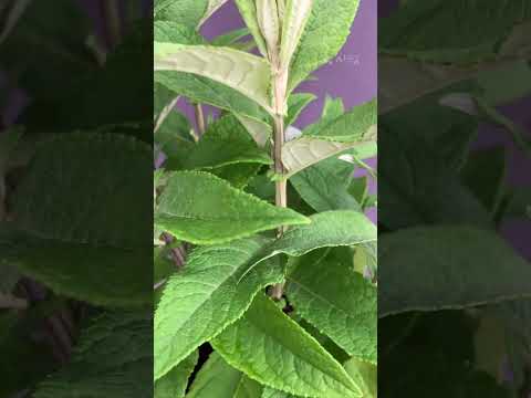 互葉のブドリア 植物