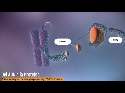 Del ADN a la proteína - Transcripción del ADN y traducción de proteínas (en español)
