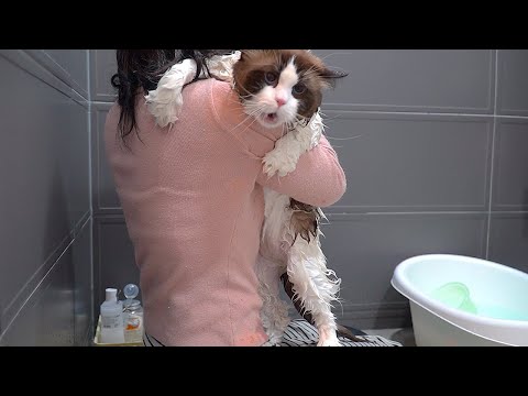 괴성이 난무하는 고양이 목욕 현장
