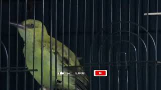 Download lagu Suara pikat anakan burung kepodang panggil indukan #anakburung mp3