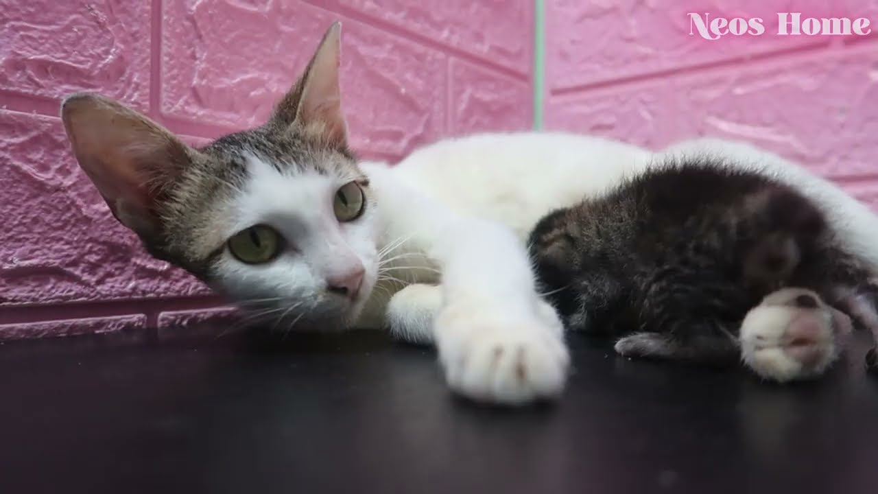 Tiny Kittens + Loving Mom = Pure Happiness💕
