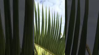 キャバ嬢の姿が美しすぎて、目が離せない…