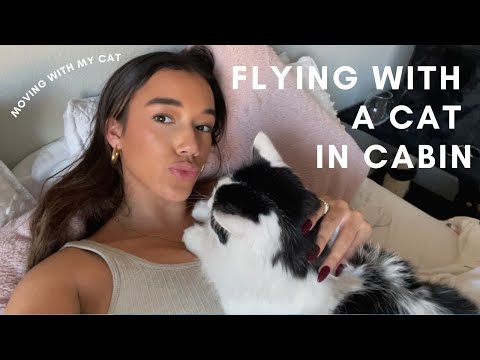 Flying with your cat in cabin - how I moved with my cat!