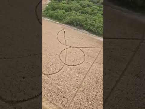 Las misteriosas figuras en los trigales, vistas desde un parapente - Avellaneda (Santa Fe)