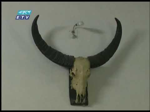 অযত্ন-অহেলায় ধ্বংস হয়ে যাচ্ছে মেহেরপুরের আমঝুপি নীলকুঠি