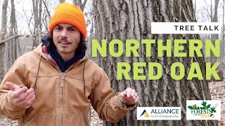 Tree Talk: Northern Red Oak
