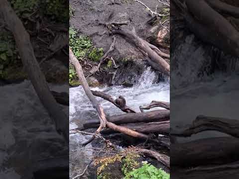 ЛЕС НА КРАЮ СВЕТА#argentina #ushuaia #tierradelfuego #findelmundo #canalbeagle  #travel #mountains