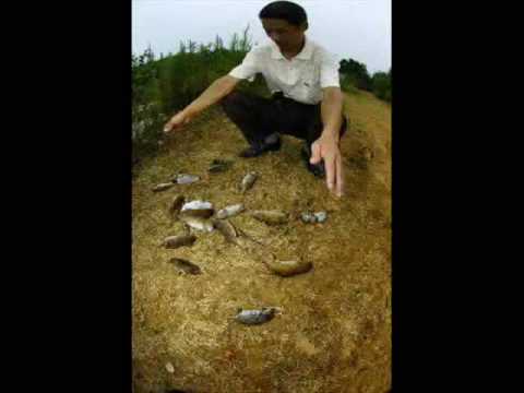 Mako Rayo preview pa las ratas