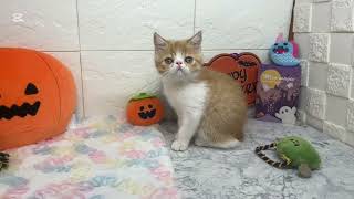 エキゾチックの動画01