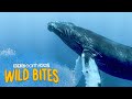 A Blue Whale S Tongue Weighs More Than An ELEPHANT Wild Bites BBC Earth Kids