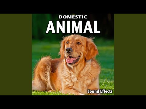 Domestic Cat Single Meow (Version 1)