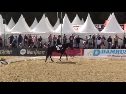 CANDY (Sir Donnerhall x Fürst Heinrich) - Bundeschampioness